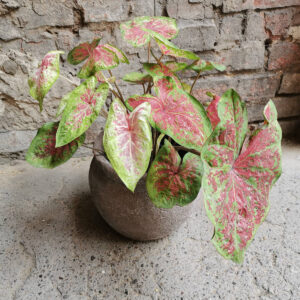 doniczkowe caladium