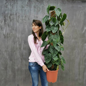 doniczkowe filodendron